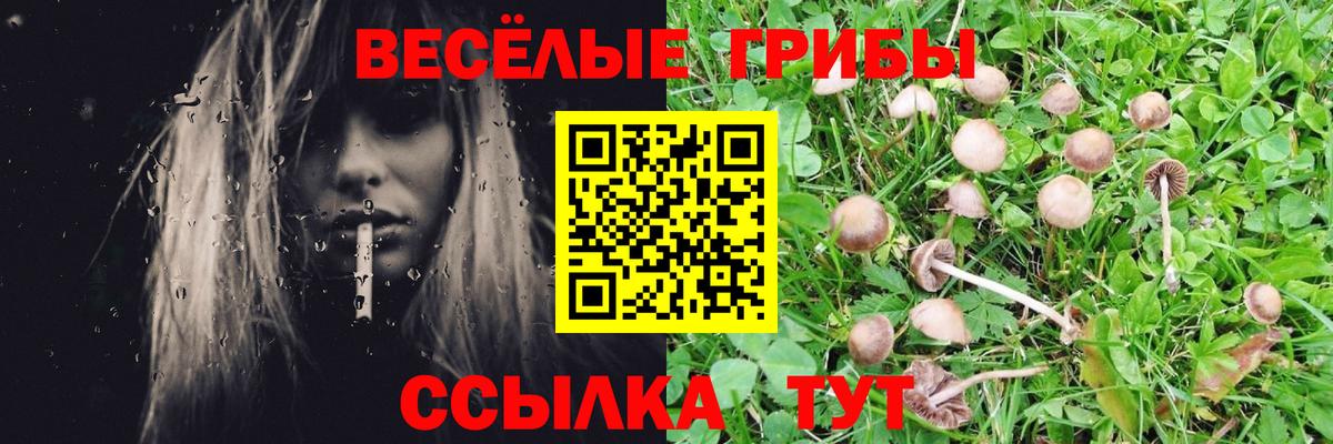 Галлюциногенные грибы Psilocybe Валуйки